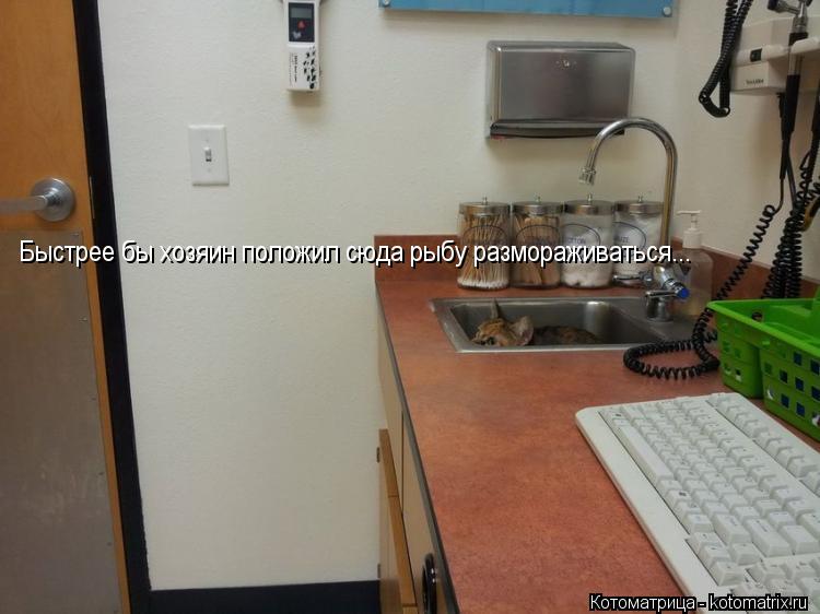 Котоматрица: Быстрее бы хозяин положил сюда рыбу размораживаться...