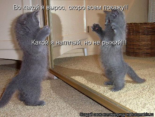Во какой я вырос, скоро всем покажу!! Какой я нагллый, но не рыжий!!!... Котоматрица: Во какой я вырос, скоро всем покажу!! Какой я нагллый, но не рыжий!!!