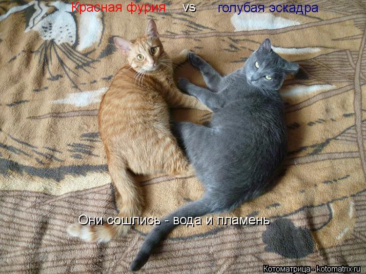 Котоматрица: Красная фурия  vs голубая эскадра Они сошлись - вода и пламень