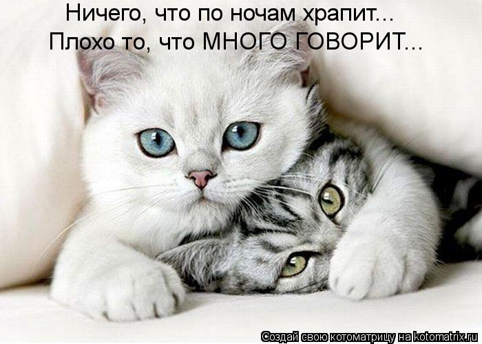 Котоматрица: Ничего, что по ночам храпит... Плохо то, что МНОГО ГОВОРИТ...