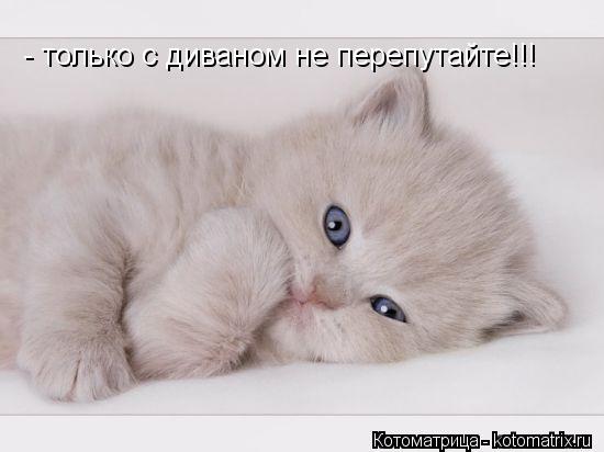 Котоматрица: - только с диваном не перепутайте!!!