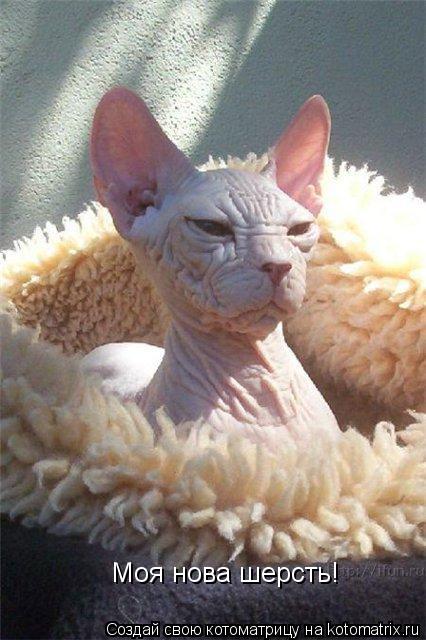 Моя нова шерсть!... Котоматрица: Моя нова шерсть!