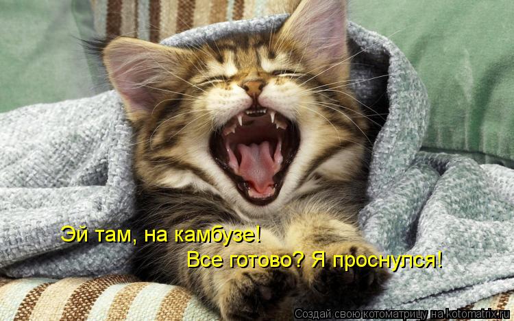 Эй там, на камбузе! Все готово? Я проснулся!... Котоматрица: Эй там, на камбузе! Все готово? Я проснулся!