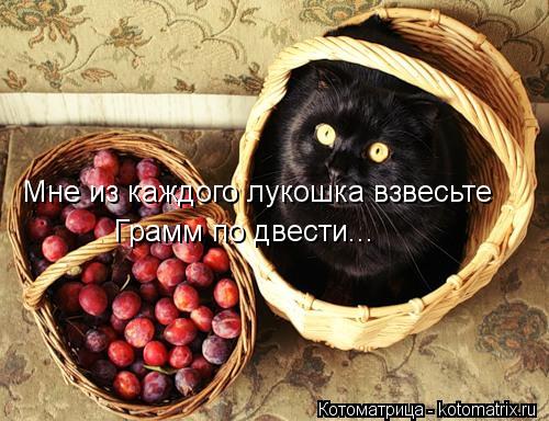 Мне из каждого лукошка взвесьте Грамм по двести...... Котоматрица: Мне из каждого лукошка взвесьте Грамм по двести...
