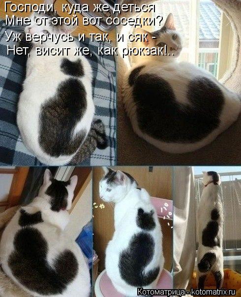 Котоматрица: Господи, куда же деться Мне от этой вот соседки? Уж верчусь и так, и сяк - Нет, висит же, как рюкзак!..