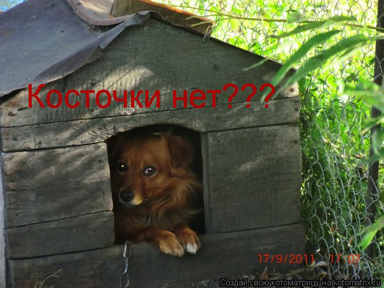 Косточки нет???... Котоматрица: Косточки нет???