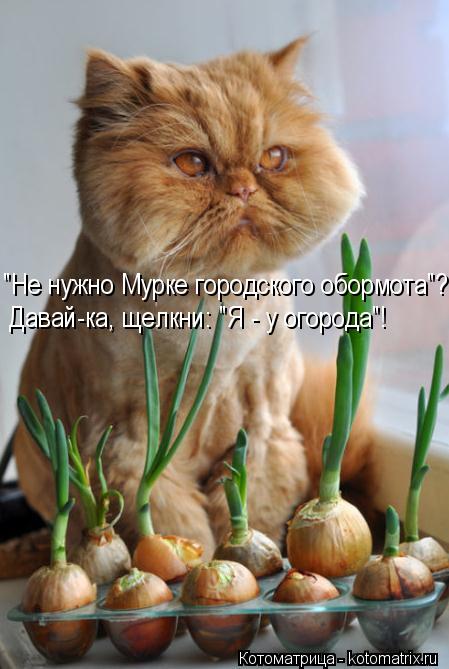 Котоматрица: "Не нужно Мурке городского обормота"? Давай-ка, щелкни: "Я - у огорода"!