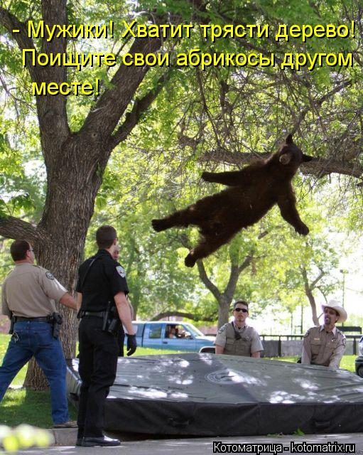 Поищите свои абрикосы другом - Мужики! Хватит трясти дерево! месте!... Котоматрица: Поищите свои абрикосы другом - Мужики! Хватит трясти дерево! месте!