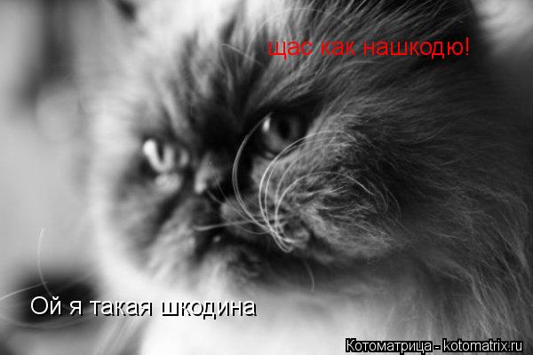 Котоматрица: Ой я такая шкодина щас как нашкодю!