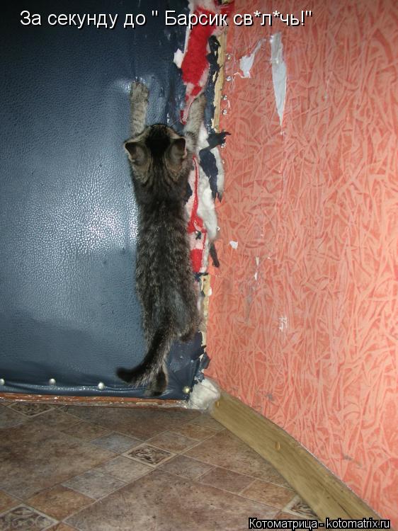 За секунду до " Барсик св*л*чь!"... Котоматрица: За секунду до " Барсик св*л*чь!"