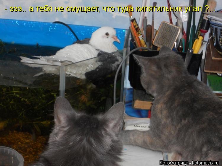 Котоматрица: - эээ.. а тебя не смущает, что туда кипятильник упал ?....