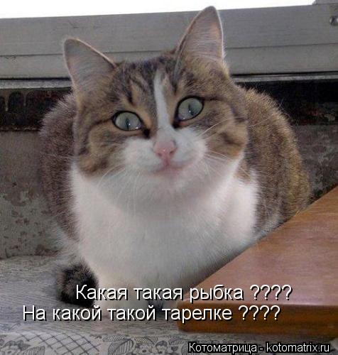 Какая такая рыбка ???? На какой такой тарелке ????... Котоматрица: Какая такая рыбка ???? На какой такой тарелке ????