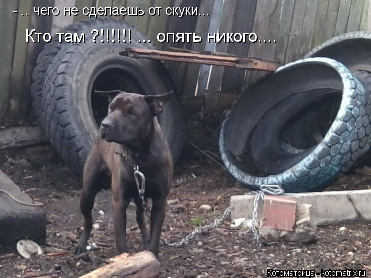 Котоматрица: - .. чего не сделаешь от скуки... Кто там ?!!!!!! ... опять никого....
