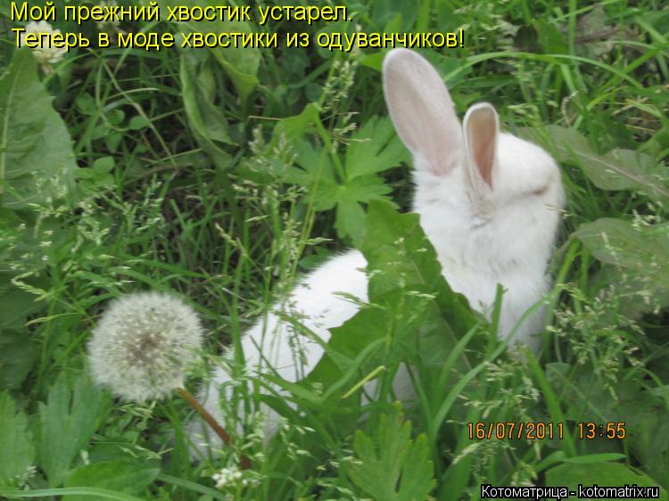 Мой прежний хвостик устарел. Теперь в моде хвостики из одуванчиков!... Котоматрица: Мой прежний хвостик устарел. Теперь в моде хвостики из одуванчиков!
