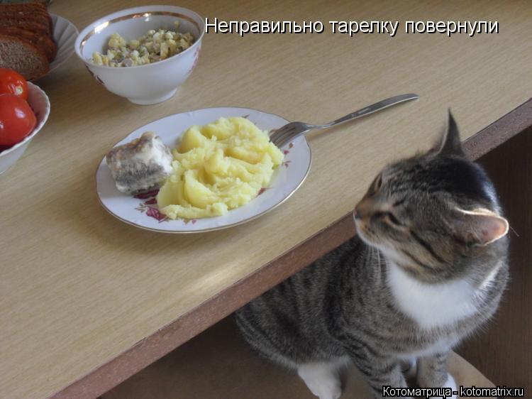 Неправильно тарелку повернули... Котоматрица: Неправильно тарелку повернули