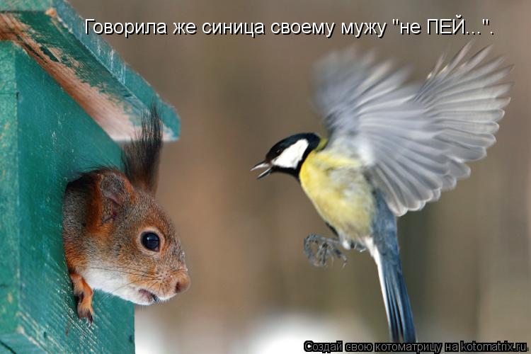 Говорила же синица своему мужу "не ПЕЙ...".... Котоматрица: Говорила же синица своему мужу "не ПЕЙ...".