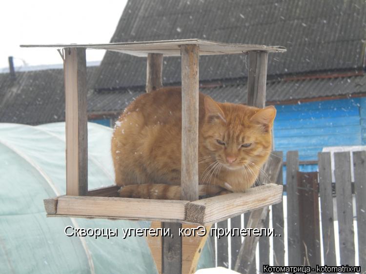 Котоматрица: Скворцы улетели, котЭ прилетели..