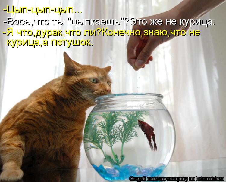 -Цып-цып-цып... -Вась,что ты "цыпкаешь"?Это же не курица. -Я что,дурак,что ли?Конечно,знаю,что не ку... Котоматрица: -Цып-цып-цып... -Вась,что ты "цыпкаешь"?Это же не курица. -Я что,дурак,что ли?Конечно,знаю,что не курица,а петушок.