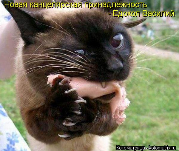 Котоматрица: Новая канцелярская принадлежность - Едокол Василий.