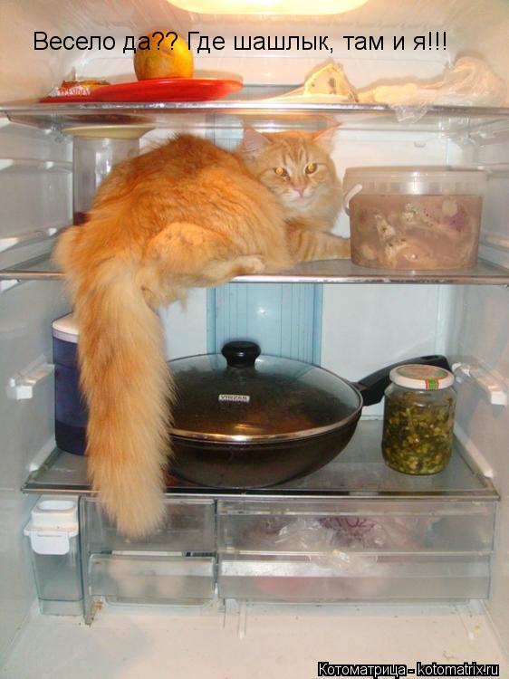 Весело да?? Где шашлык, там и я!!!... Котоматрица: Весело да?? Где шашлык, там и я!!!