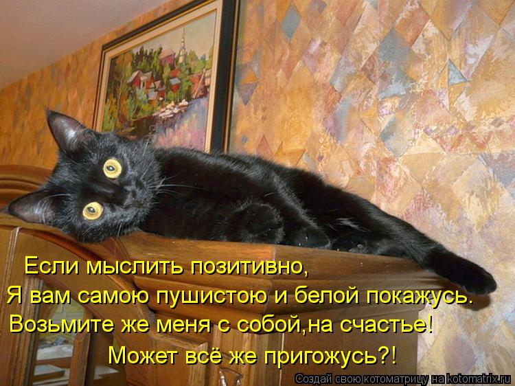Если мыслить позитивно, Я вам самою пушистою и белой покажусь. Возьмите же меня с собой,на счастье! М... Котоматрица: Если мыслить позитивно, Я вам самою пушистою и белой покажусь. Возьмите же меня с собой,на счастье! Может всё же пригожусь?!