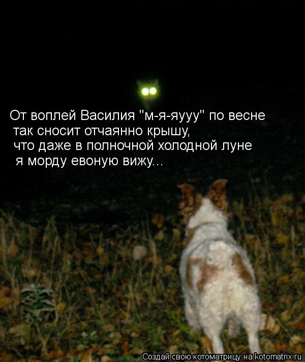 От воплей Василия "м-я-яууу" по весне так сносит отчаянно крышу, что даже в полночной холодной луне я... Котоматрица: От воплей Василия "м-я-яууу" по весне так сносит отчаянно крышу, что даже в полночной холодной луне я морду евоную вижу...