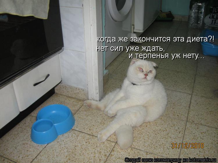 Котоматрица: когда же закончится эта диета?! нет сил уже ждать, и терпенья уж нету...