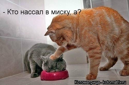 Котоматрица: - Кто нассал в миску, а?