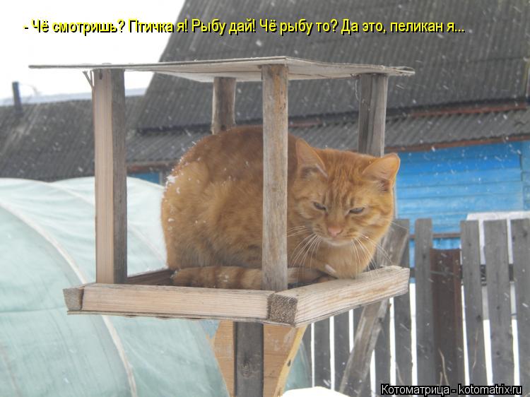 - Чё смотришь? Птичка я! Рыбу дай! Чё рыбу то? Да это, пеликан я...... Котоматрица: - Чё смотришь? Птичка я! Рыбу дай! Чё рыбу то? Да это, пеликан я...