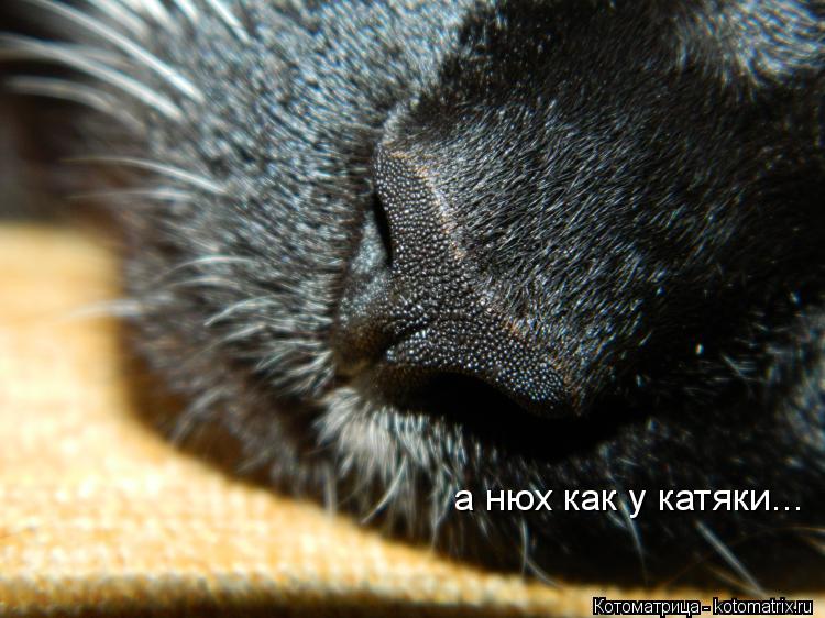 Котоматрица: а нюх как у катяки...