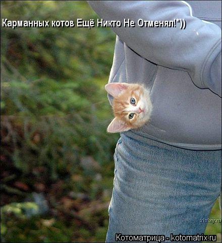 Карманных котов Ещё Никто Не Отменял!*))... Котоматрица: Карманных котов Ещё Никто Не Отменял!*))
