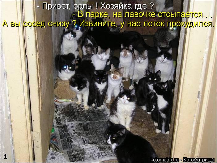 - Привет, орлы ! Хозяйка где ? - В парке, на лавочке отсыпается.... А вы сосед снизу ? Извините, у на... Котоматрица: - Привет, орлы ! Хозяйка где ? - В парке, на лавочке отсыпается.... А вы сосед снизу ? Извините, у нас лоток прохудился...