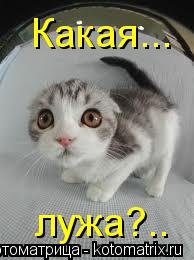 Котоматрица: Какая... лужа?..