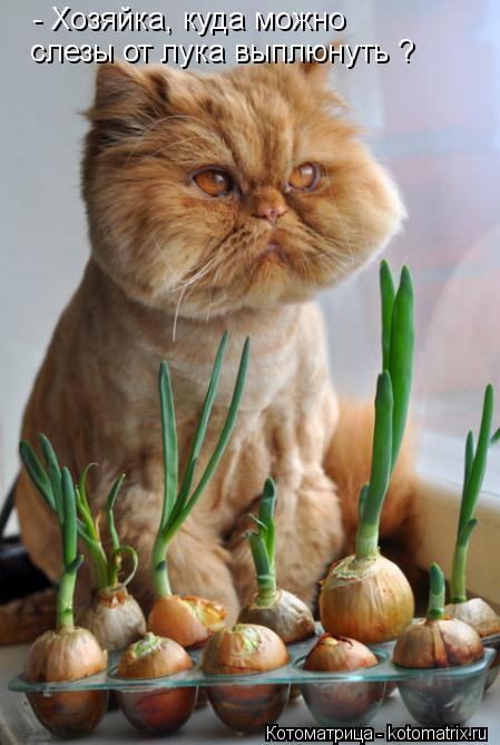 Котоматрица: - Хозяйка, куда можно слезы от лука выплюнуть ?