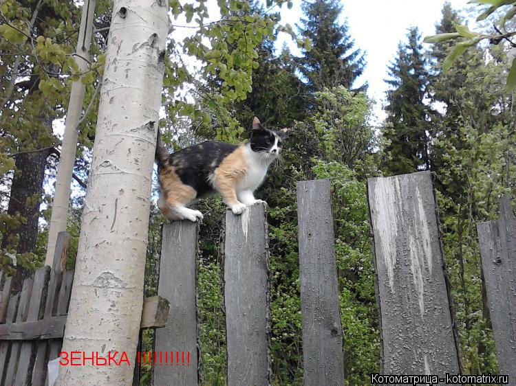 Котоматрица: ЗЕНЬКА !!!!!!!!!!