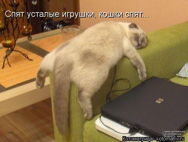 Котоматрица: Спят усталые игрушки, кошки спят...