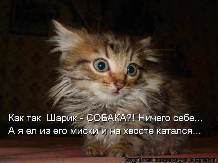 Котоматрица: Как так  Шарик - СОБАКА?! Ничего себе... А я ел из его миски и на хвосте катался...
