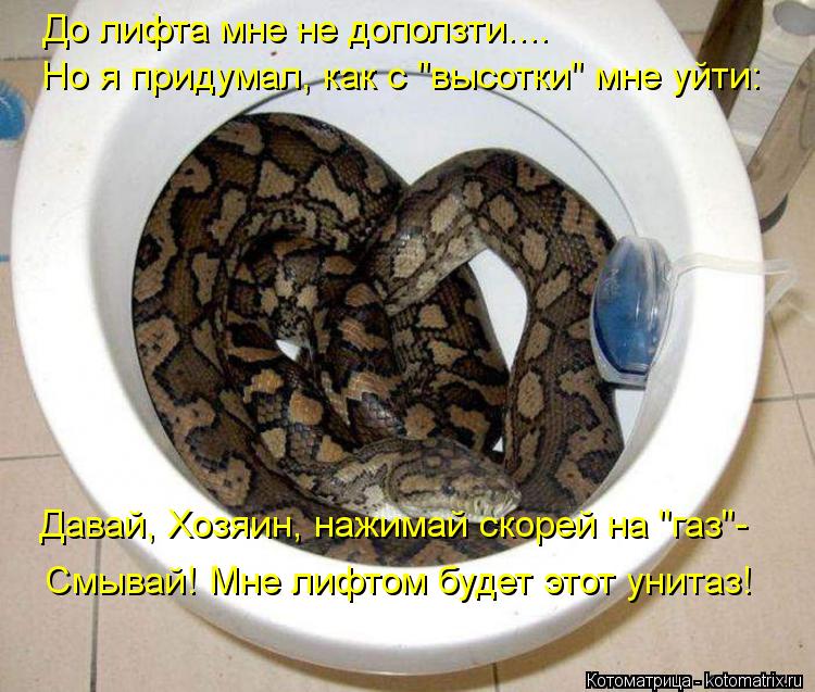 Котоматрица: До лифта мне не доползти.... Но я придумал, как с "высотки" мне уйти: Давай, Хозяин, нажимай скорей на "газ"- Смывай! Мне лифтом будет этот унитаз!