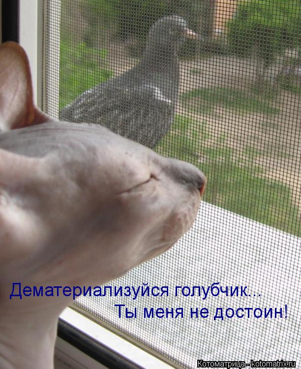 Дематериализуйся голубчик... Ты меня не достоин!... Котоматрица: Дематериализуйся голубчик... Ты меня не достоин!