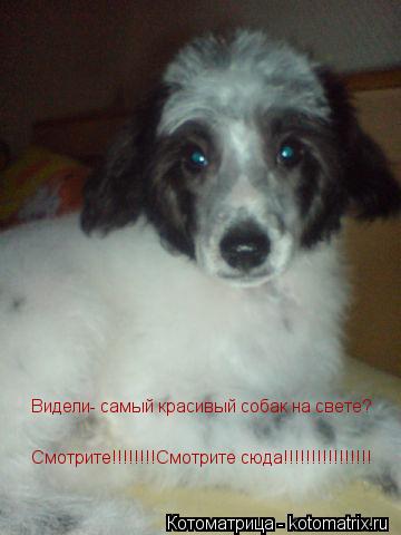 Видели- самый красивый собак на свете? Смотрите!!!!!!!!Смотрите сюда!!!!!!!!!!!!!!!!... Котоматрица: Видели- самый красивый собак на свете? Смотрите!!!!!!!!Смотрите сюда!!!!!!!!!!!!!!!!