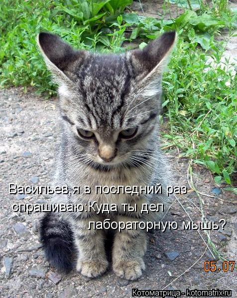 Котоматрица: Васильев,я в последний раз спрашиваю:Куда ты дел лабораторную мышь?