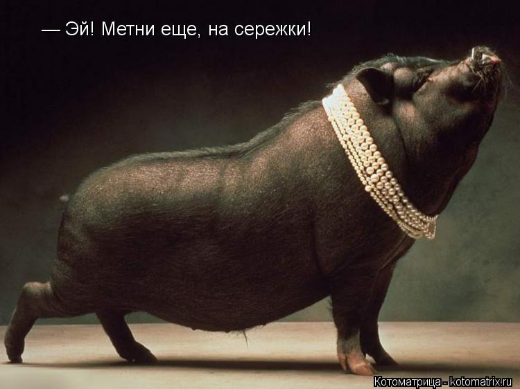 Котоматрица: — Эй! Метни еще, на сережки!