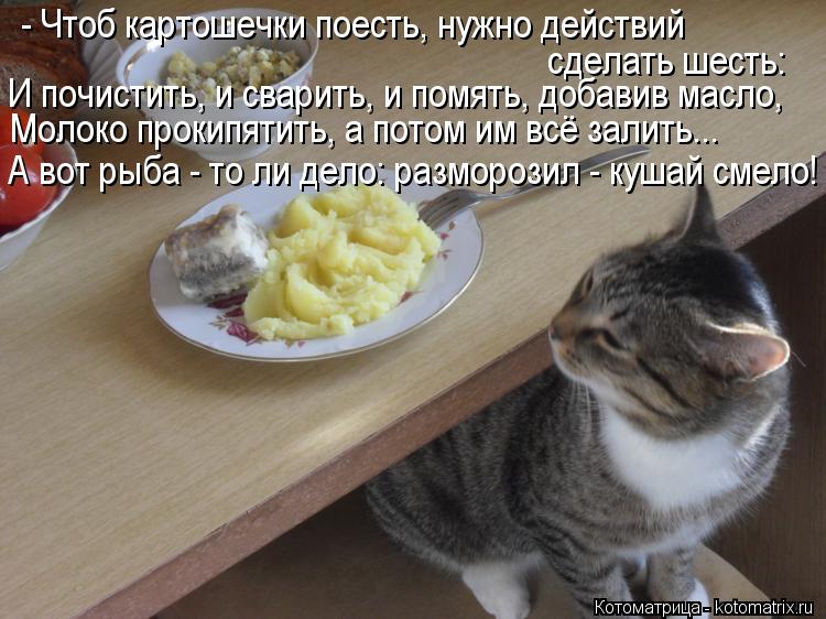 Котоматрица: - Чтоб картошечки поесть, нужно действий  сделать шесть:  И почистить, и сварить, и помять, добавив масло, Молоко прокипятить, а потом им всё з