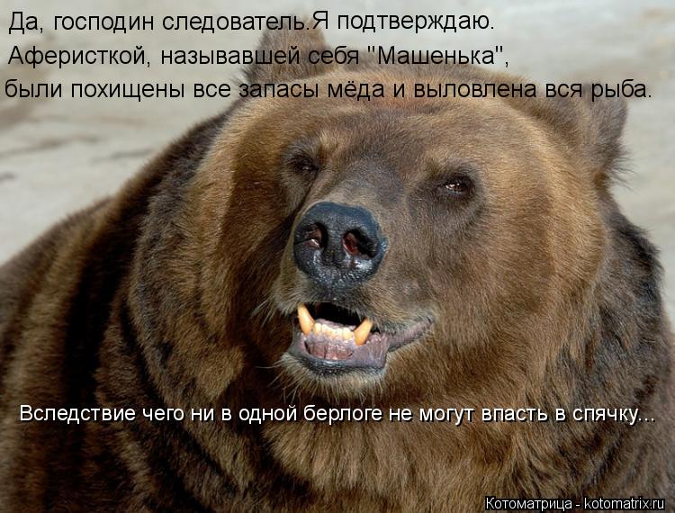 Котоматрица: Да, господин следователь. Я подтверждаю. Аферисткой, называвшей себя "Машенька",  были похищены все запасы мёда и выловлена вся рыба. Вследст