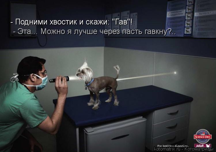 - Подними хвостик и скажи: "Гав"! - Эта... Можно я лучше через пасть гавкну?..... Котоматрица: - Подними хвостик и скажи: "Гав"! - Эта... Можно я лучше через пасть гавкну?..