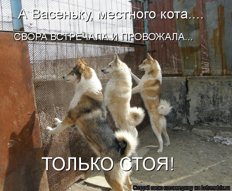 Котоматрица: ТОЛЬКО СТОЯ! А Васеньку, местного кота.... СВОРА ВСТРЕЧАЛА И ПРОВОЖАЛА...