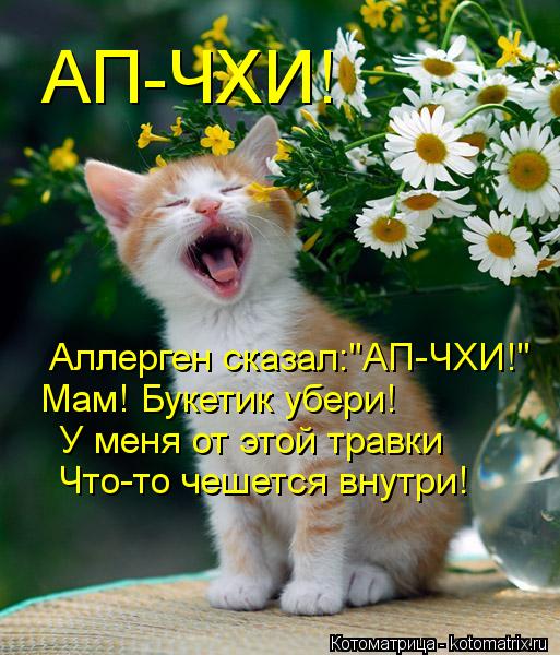 Котоматрица: АП-ЧХИ!  Аллерген сказал:"АП-ЧХИ!" Мам! Букетик убери! У меня от этой травки Что-то чешется внутри!