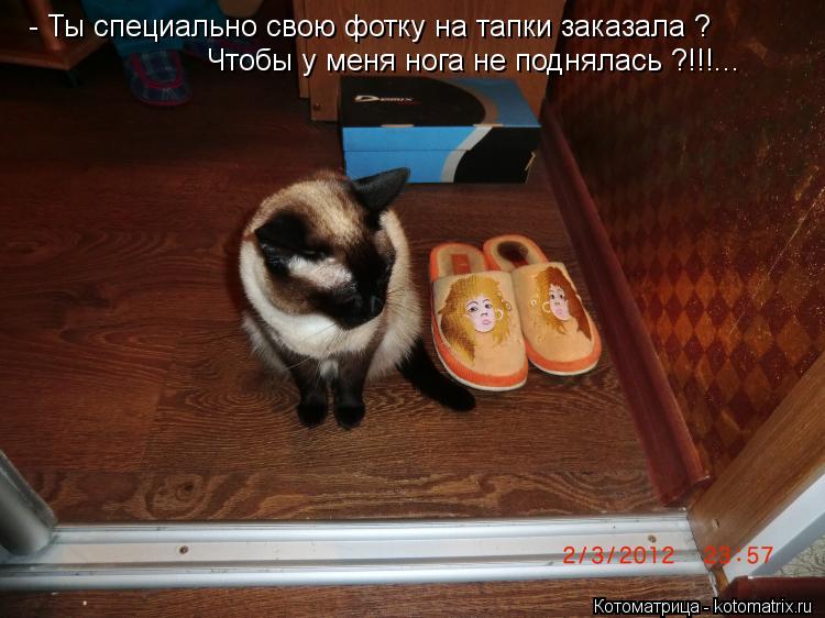Котоматрица: - Ты специально свою фотку на тапки заказала ? Чтобы у меня нога не поднялась ?!!!...
