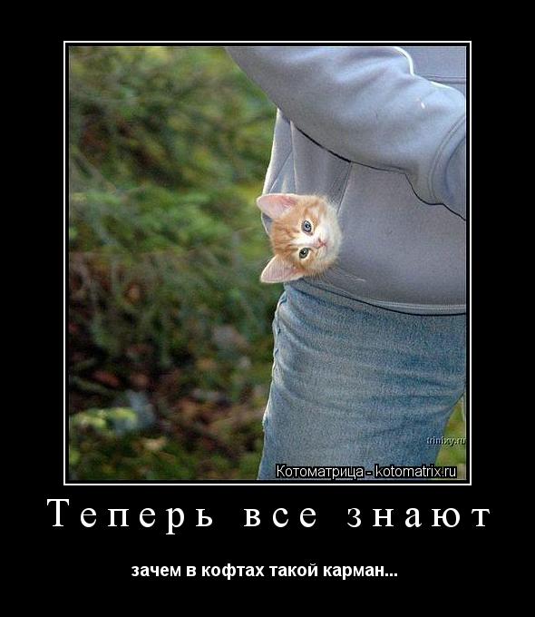 Котоматрица: Теперь все знают зачем в кофтах такой карман... 