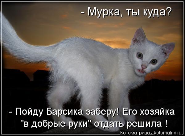 - Пойду Барсика заберу! Его хозяйка "в добрые руки" отдать решила ! - Мурка, ты куда?... Котоматрица: - Пойду Барсика заберу! Его хозяйка "в добрые руки" отдать решила ! - Мурка, ты куда?